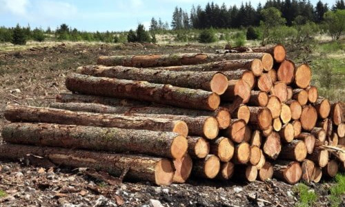Australian Pine Wood Suppliers