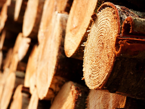 Leading Teak Wood | Pine Wood Manufacturers In Mumbai